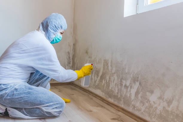 Licensed Mold Remediation service in Burnsville, MN - WQB Mold Removal